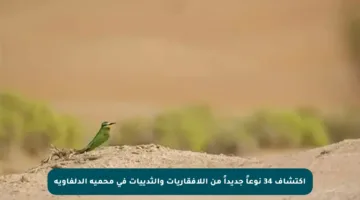 اكتشاف 34 نوعاً جديداً من اللافقاريات والثدييات في محمية الدلفاوية